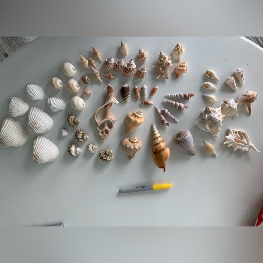 Florida Seashells Over 50+ Seashells